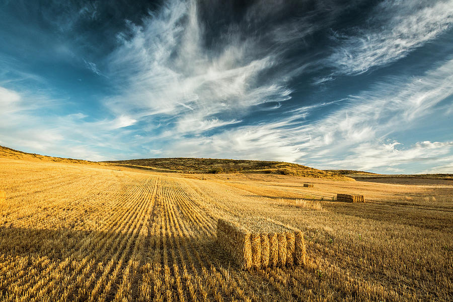 Cereal Land. Navarre, Spain 01 Photograph