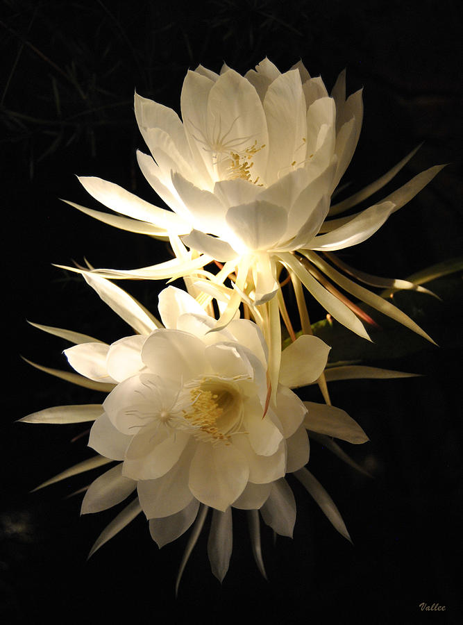 Cereus Flowers Photograph by Vallee Johnson
