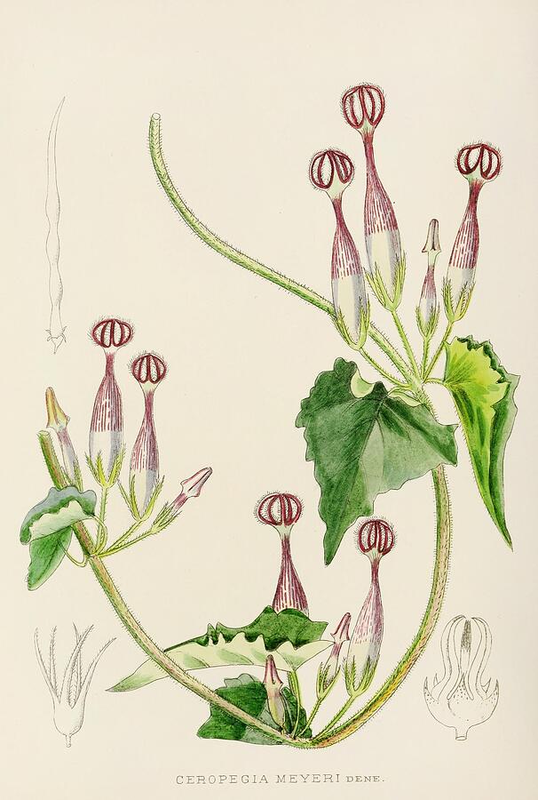 Flower Painting - Ceropegia Meyeri  by Illtyd Buller PoleEvans South African