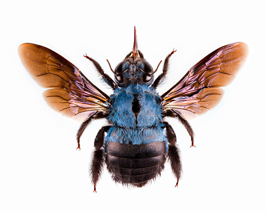 Cerulean Carpenter Bee Xylocopa Caerulea Print Painting by Daniel Hill ...