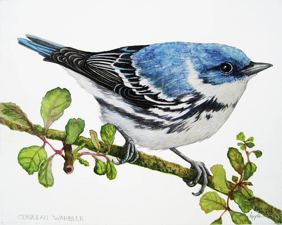 Warbler Painting - Cerulean Warbler by Linda Apple
