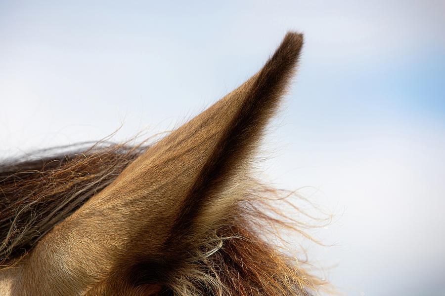 Cerys - Horse Art Photograph by Lisa Saint