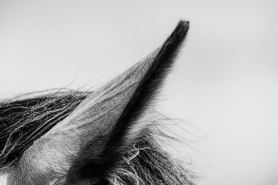 Cerys II - Horse Art Photograph by Lisa Saint