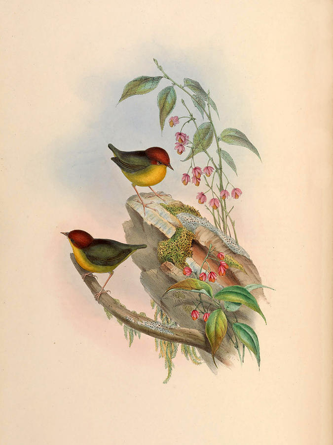 Cettia castaneocoronata Drawing by John Gould and Henry Constantine Richter