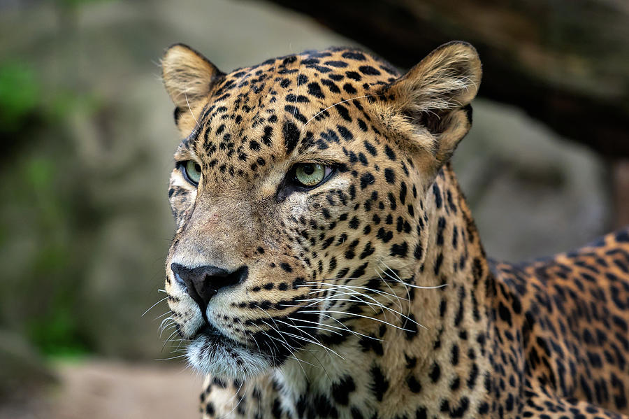 Ceylon leopard, Panthera pardus kotiya, Big spotted cat Photograph by Lubos Chlubny Fine Art