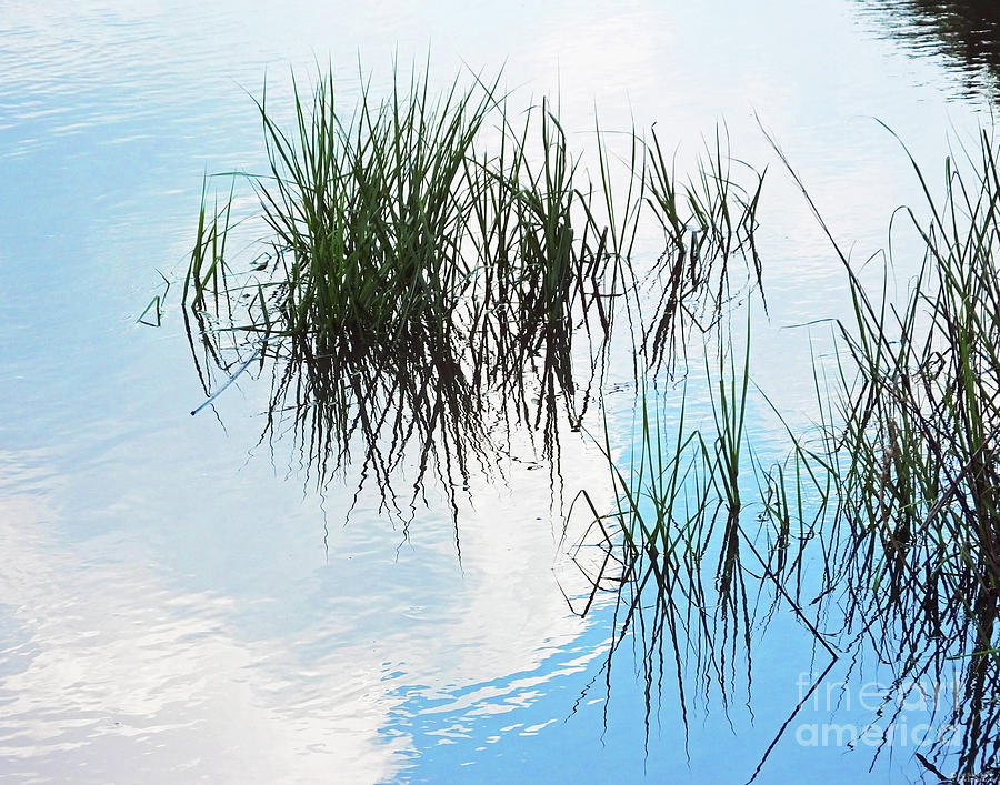 CG4 Marsh Grass Photograph by Lizi Beard-Ward