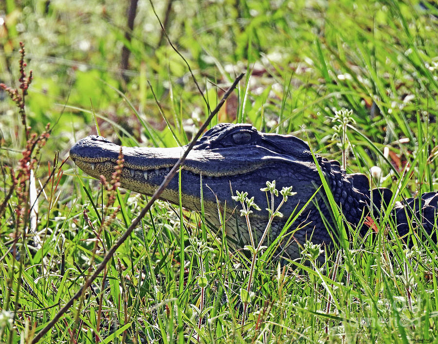 4 Harris Neck NWR  Yearling Gator  Photograph by Lizi Beard-Ward