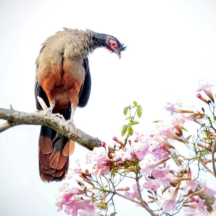 Chachalaca in the Flowers Photograph by Judi Dressler