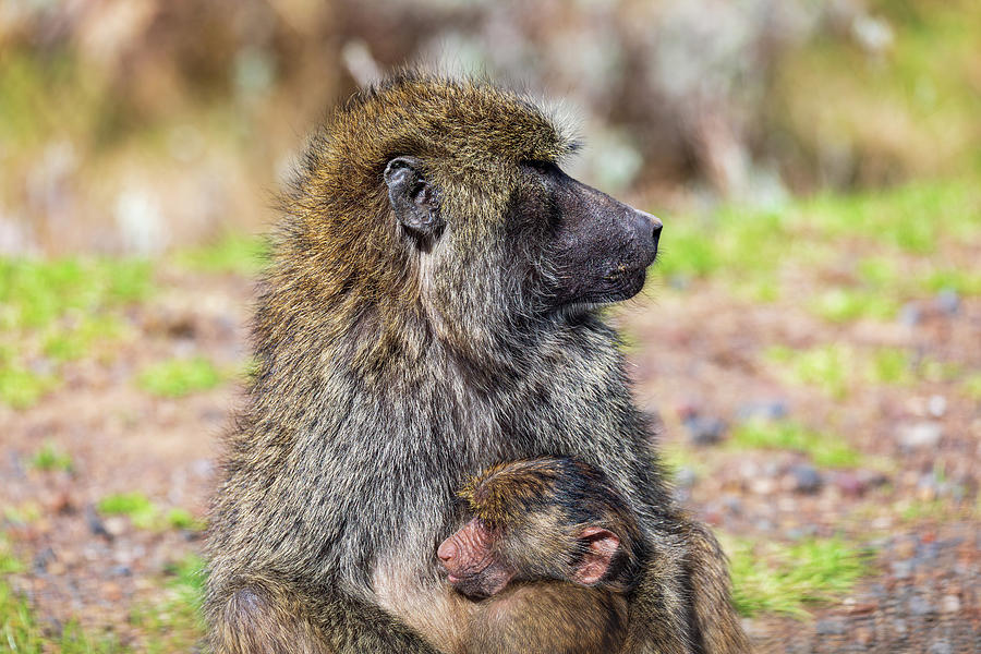 Chacma baboon, Papio ursinus. Bale mountain, Ethiopia wildlife animal ...