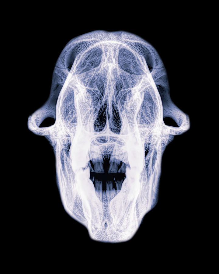 Chacma Baboon x-ray -02 Photograph by Rob Graham