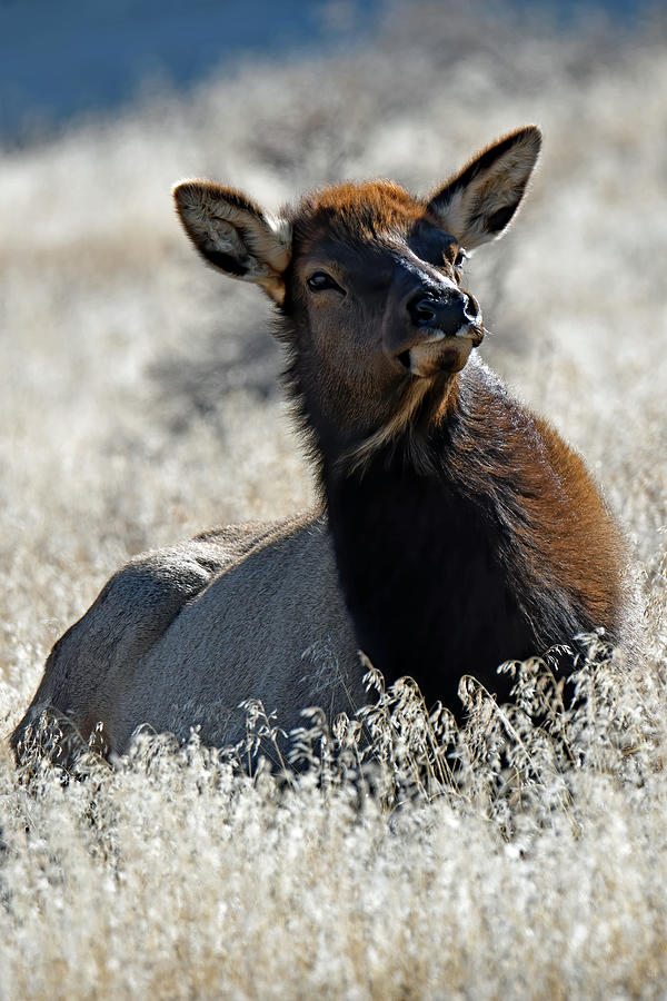Chacoan Elk Photograph by Jennifer Robin