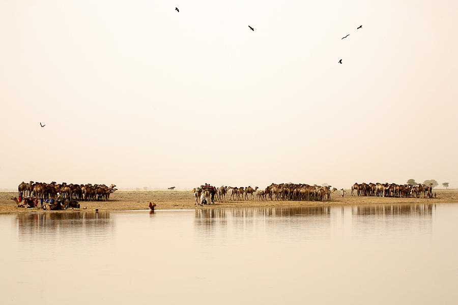 Chad, Nomads with their herds of camels on lake Gara Photograph by Westend61
