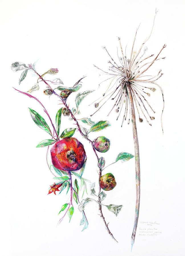 Chaenomeles japonica, Pomegranate, Allium schubertii Mixed Media by Gloria Newlan