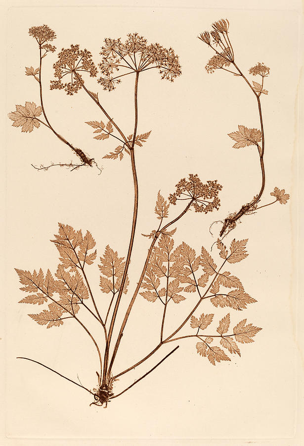 Chaerophyllum hirsistum Photograph by Constantin von Ettingshausen