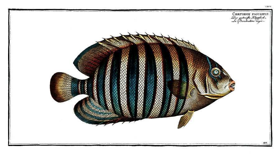 Fish Digital Art - Chaetodon fasciatus  by Celestial Images