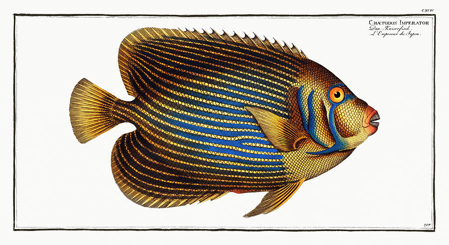 Chaetodon Imperator Fish Mixed Media by World Art Collective