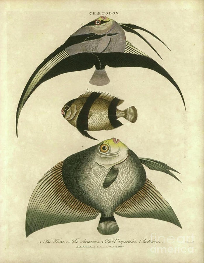 Fish Photograph - Chaetodon tropical fish u1 by Historic illustrations