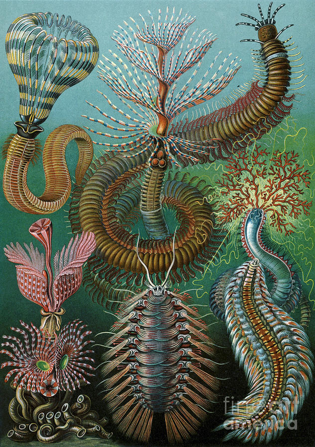 Chaetopoda Drawing by Ernst Haeckel Chaetopoda Drawing by Ernst Haeckel