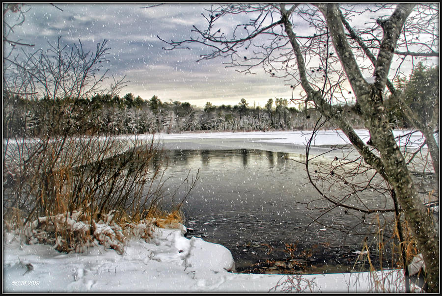 Tree Photograph - Chaffin Pond Reserve Maine by Catherine Melvin