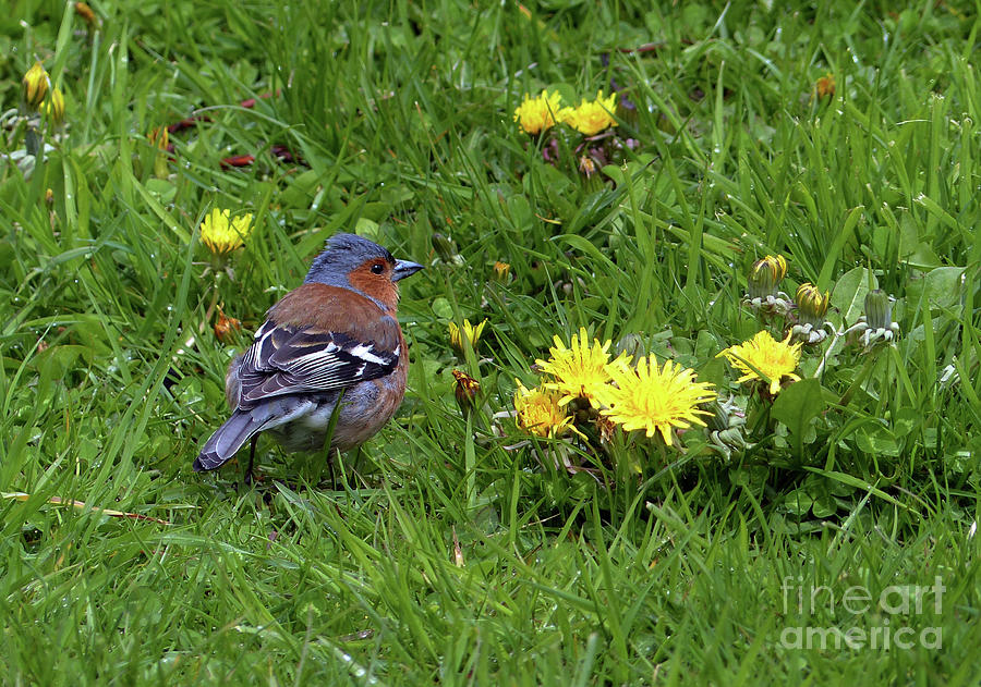 Chaffinch and dandelions Photograph by Phil Banks