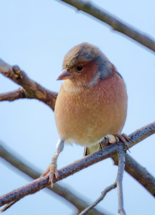 Chaffinch Fringilla coelebs in tree top Photograph by James Lamb Photo