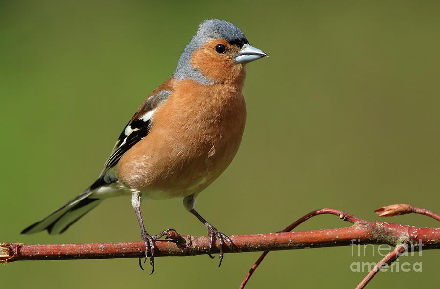 Chaffinch male Photograph by Peter Skelton