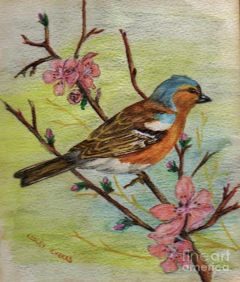 Chaffinch - Watercolour Pencil Drawing Drawing by Lesley Evered