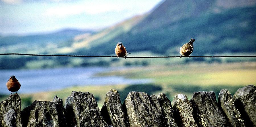 Three Chaffinches visiting the Lakes Photograph by Gordon James