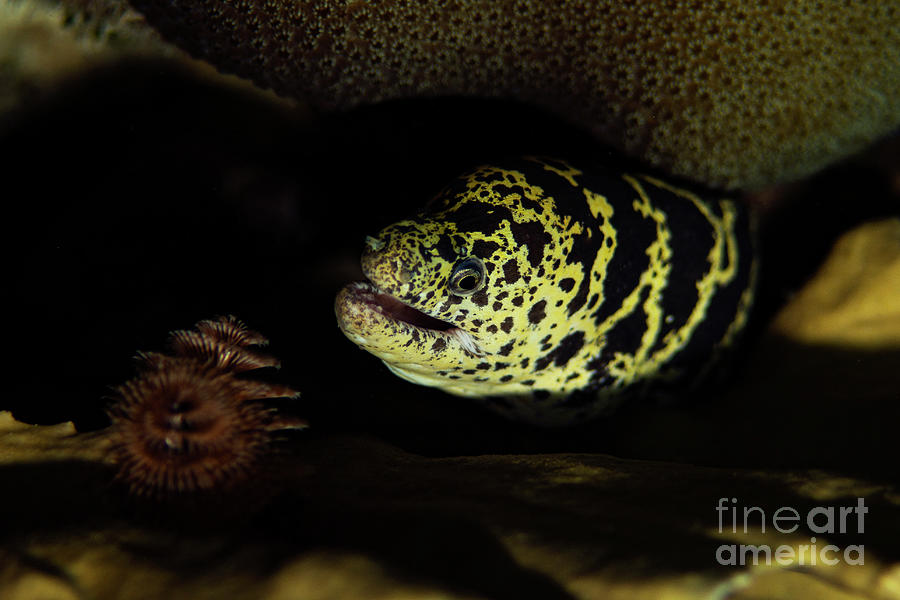 Chain Moray Eel Photograph by JT Lewis