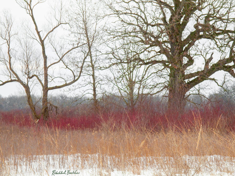 Chain O Lakes State Park Prairie Colors Photograph By Rebekkah Burtcher