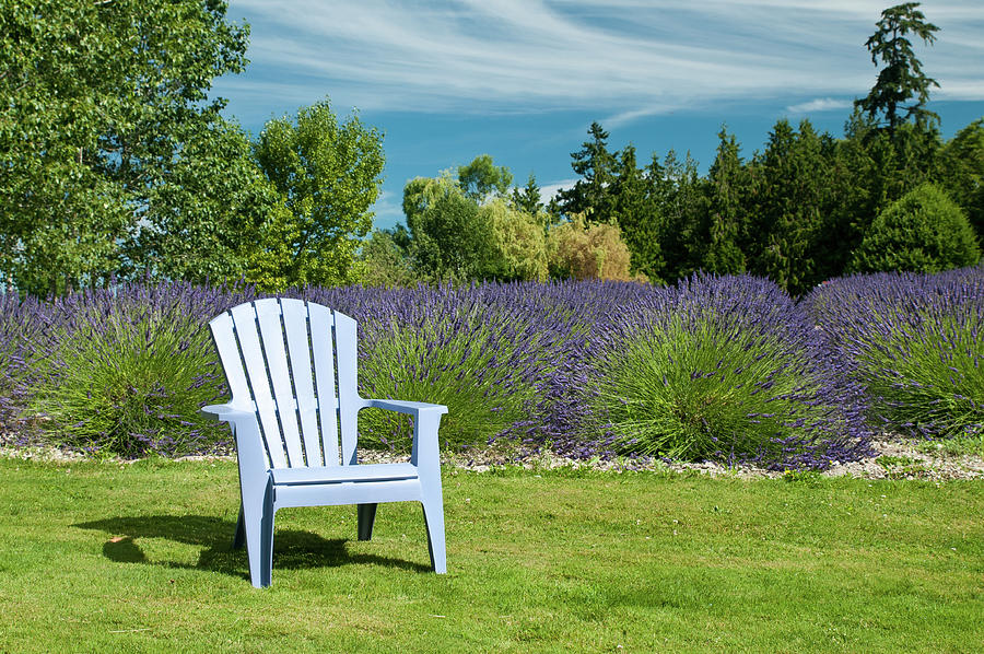 Chair in Lavender Field Photograph by Tara Krauss
