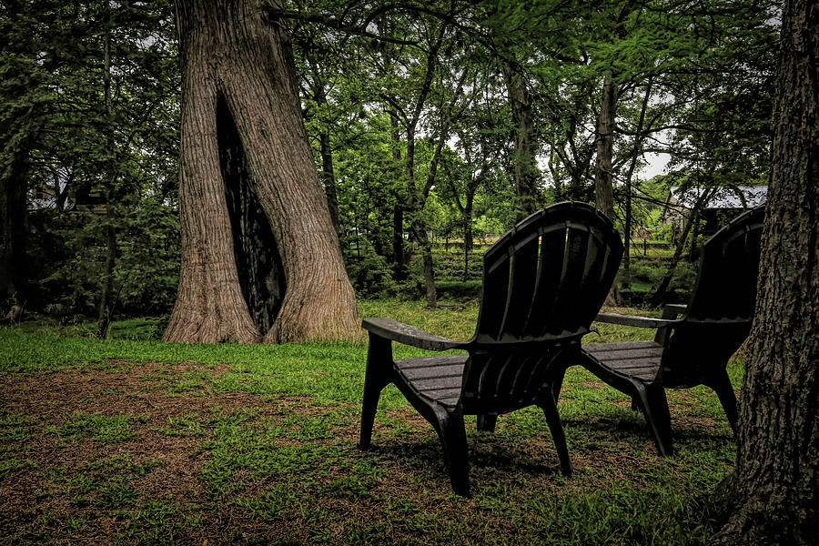 Chairs By The Cypress Tree Photograph by Judy Vincent