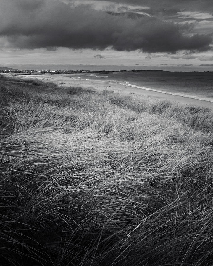 Chaisle Beachgrass BW Photograph by Mark Callanan