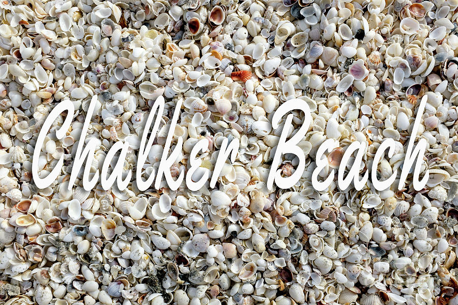 Chalker Beach Old Saybrook CT Seashell  Photograph by Edward Fielding