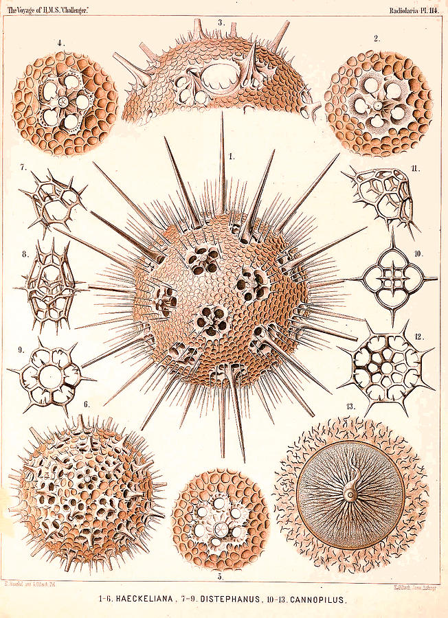 Challenger Voyage Scientific Art by Ernst Haeckel 13 Digital Art by Lorena Cassady