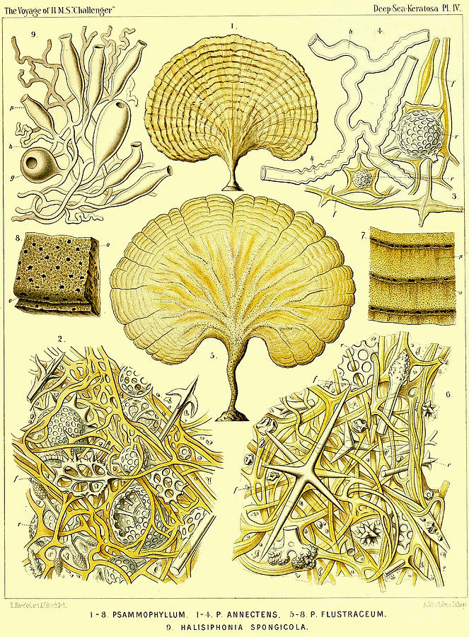 Challenger Voyage Scientific Art by Ernst Haeckel 5 Digital Art by Lorena Cassady
