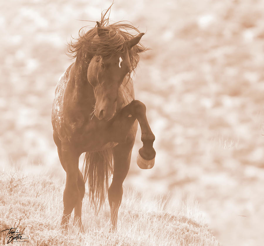 Challenging Stallion Photograph by Tami Boelter