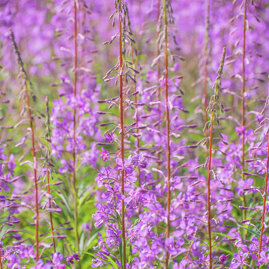 Chamaenerion Angustifolium, Fireweed, Willowherb, Rosebay Photograph By ...