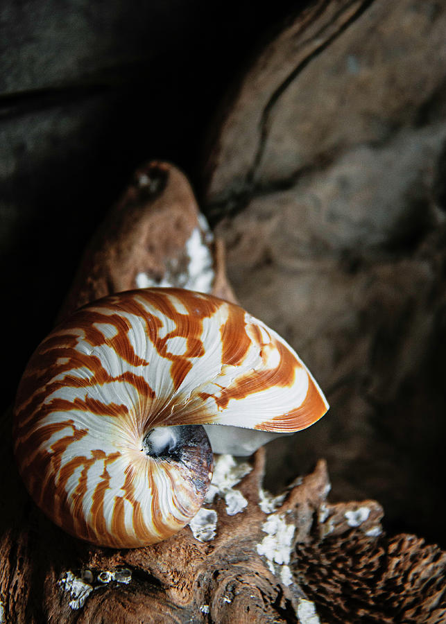 Chambered Nautilus Photograph by Cindi Ressler