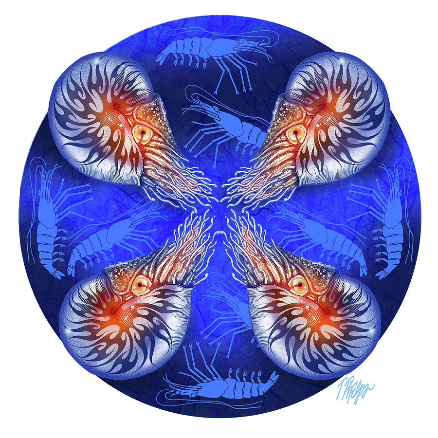 Chambered Nautilus Nature Mandala Digital Art by Tim Phelps