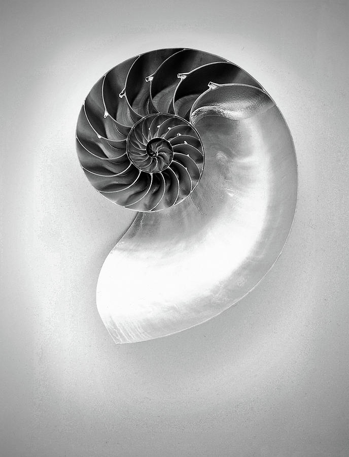 Chambered Nautilus Shell in Monochrome Photograph by Susan Maxwell Schmidt