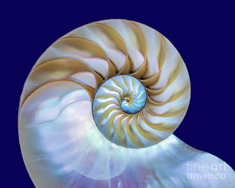 Chambered Nautilus Shell Photograph by Mimi Ditchie