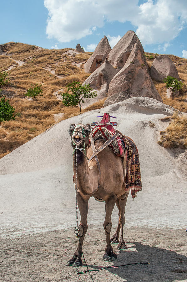 Camel in Cappadocia Photograph by Kathleen Lattimer Camel in Cappadocia Photograph by Kathleen Lattimer