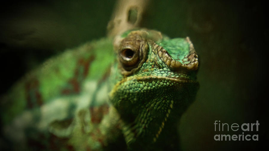 Chameleon  Photograph by Amy Curtis