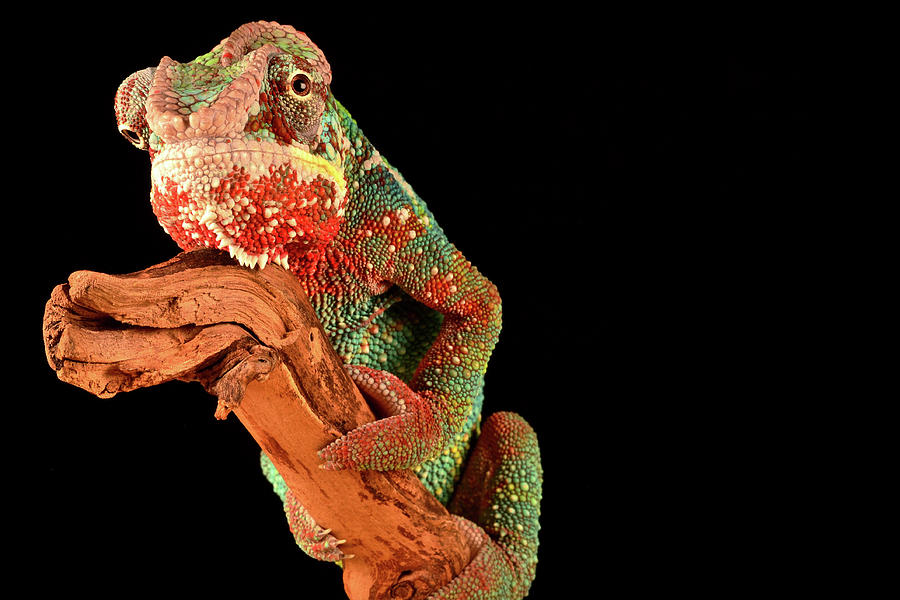 Chameleon At Night Photograph by World Art Collective