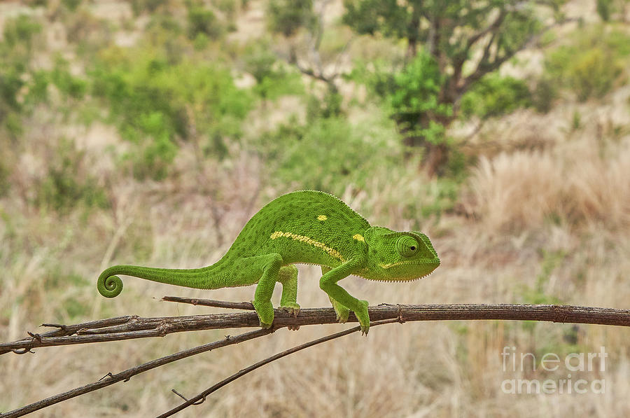 Chameleon Photograph by Brian Kamprath