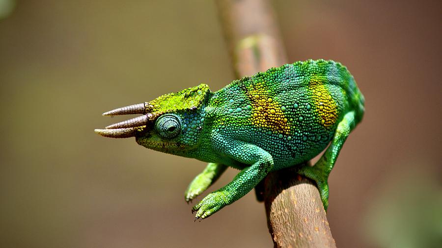 Chameleon Close-Up Photograph by Matti Barthel