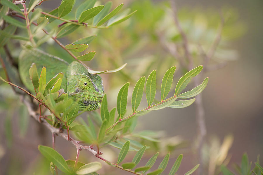 Chameleon in a tree Photograph by Naomi Maya