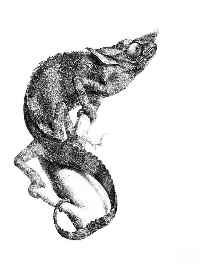 Wildlife Digital Art - Chameleon in black and white by Madame Memento