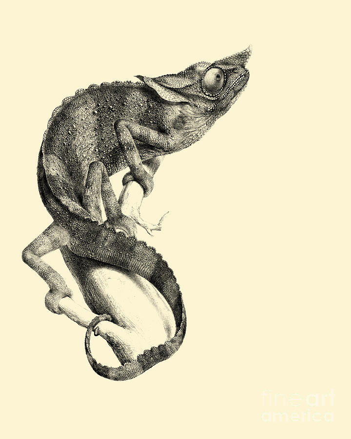 Wildlife Digital Art - Chameleon by Madame Memento